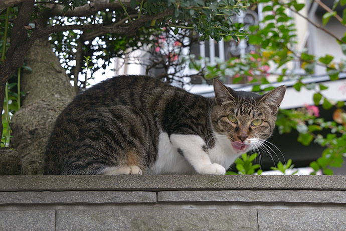 太田区のねこ