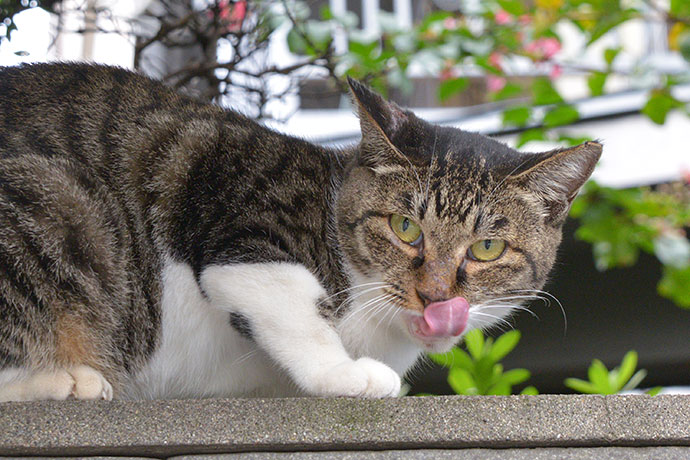 太田区のねこ