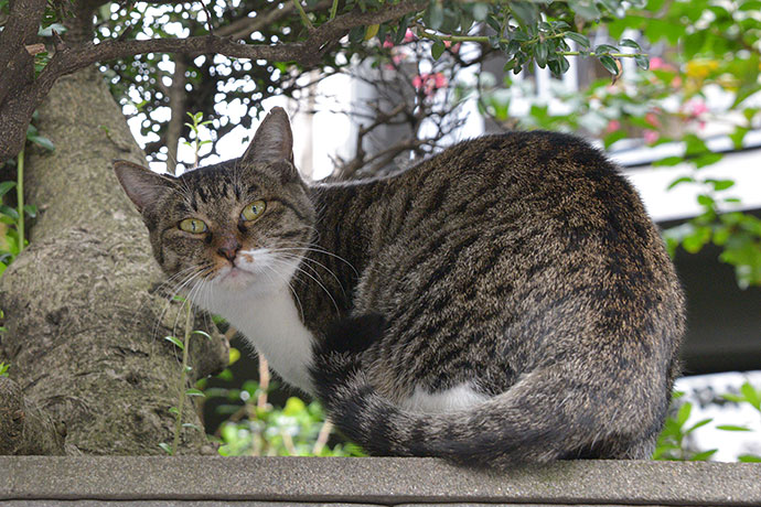 太田区のねこ