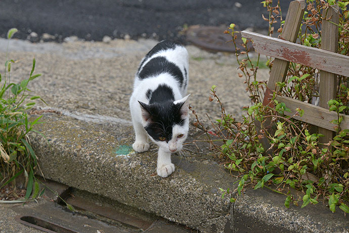 太田区のねこ