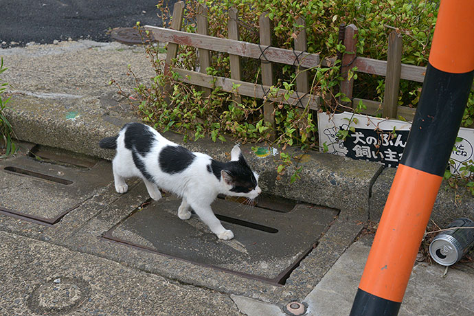 太田区のねこ