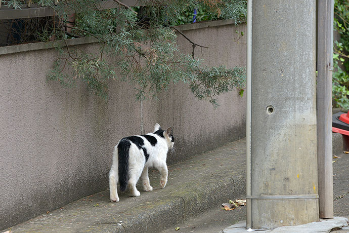 太田区のねこ