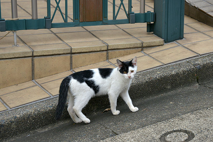 太田区のねこ