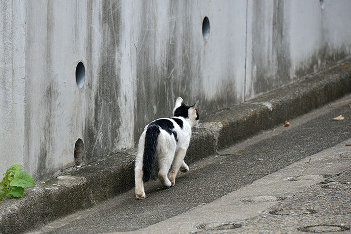 太田区のねこ