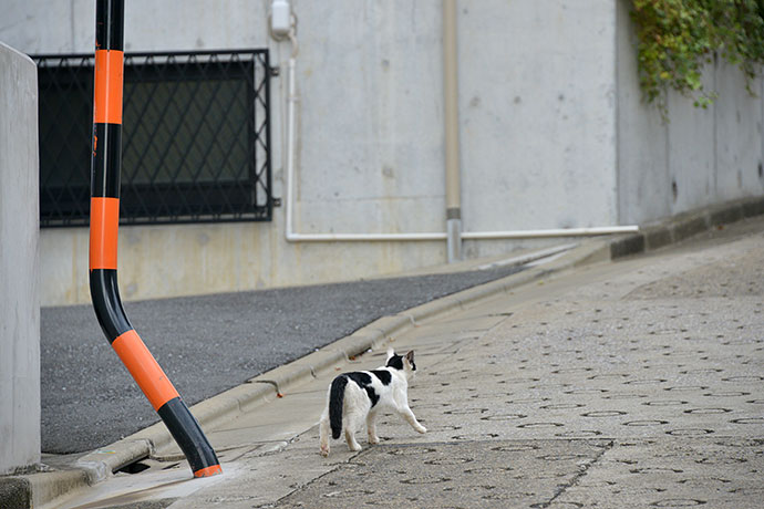 太田区のねこ