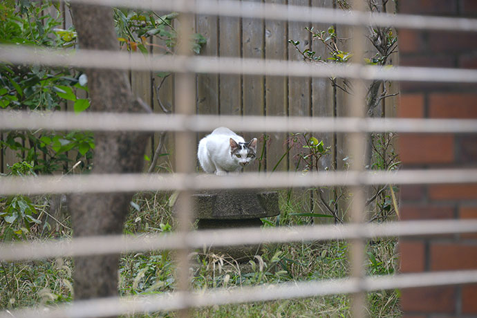 太田区のねこ