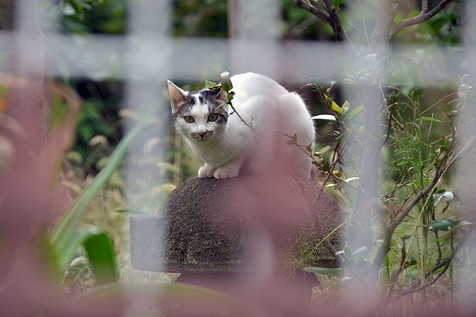 太田区のねこ