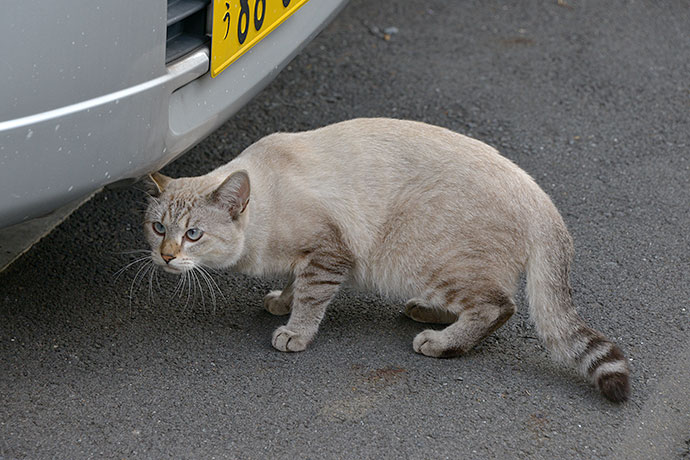 太田区のねこ