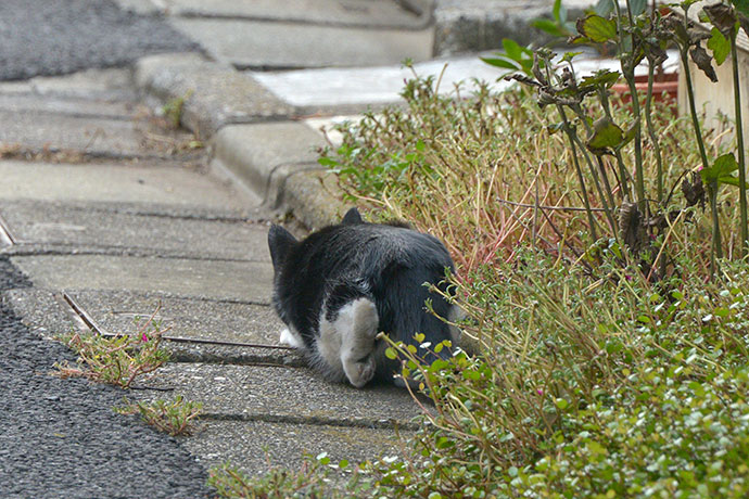 太田区のねこ