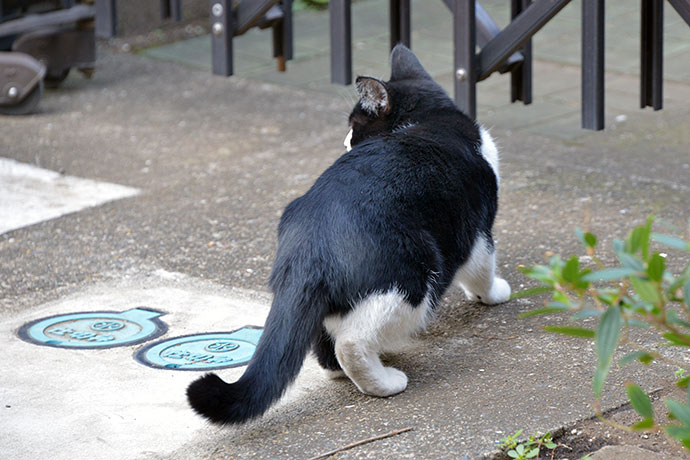 太田区のねこ