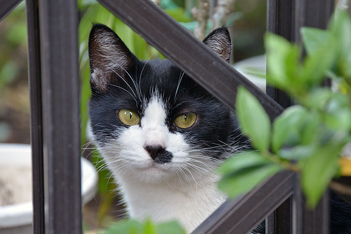 太田区のねこ