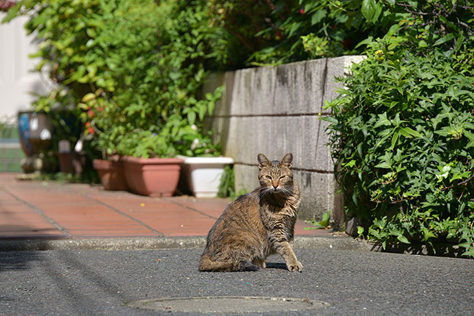 太田区のねこ