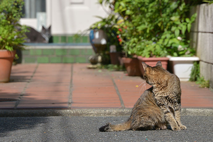 太田区のねこ