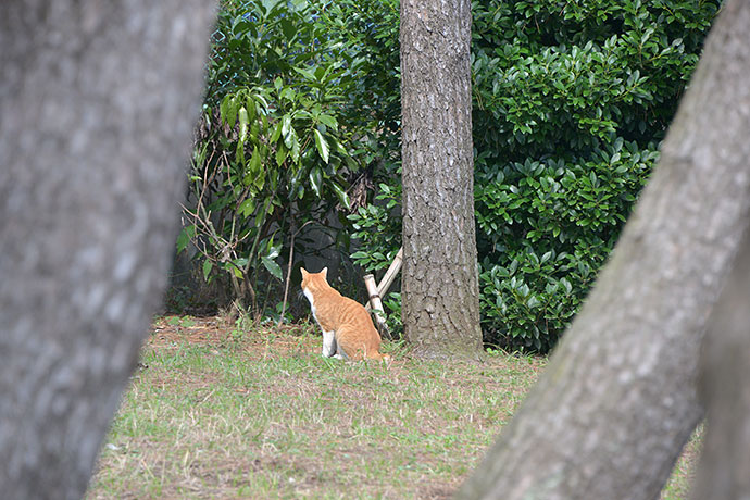 太田区のねこ