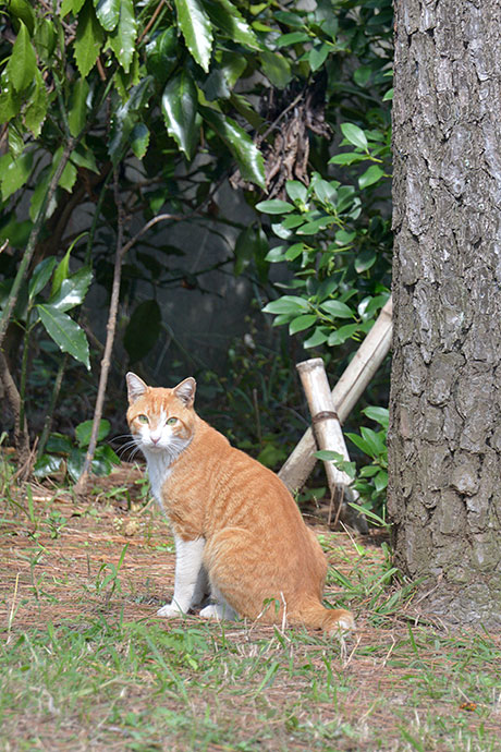 太田区のねこ