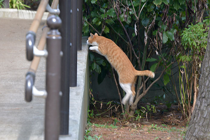 太田区のねこ