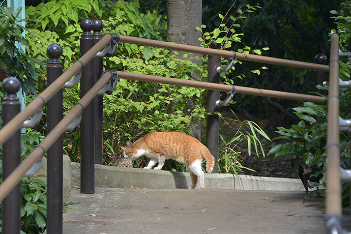 太田区のねこ