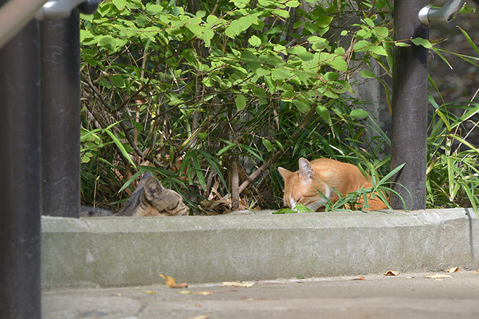 太田区のねこ