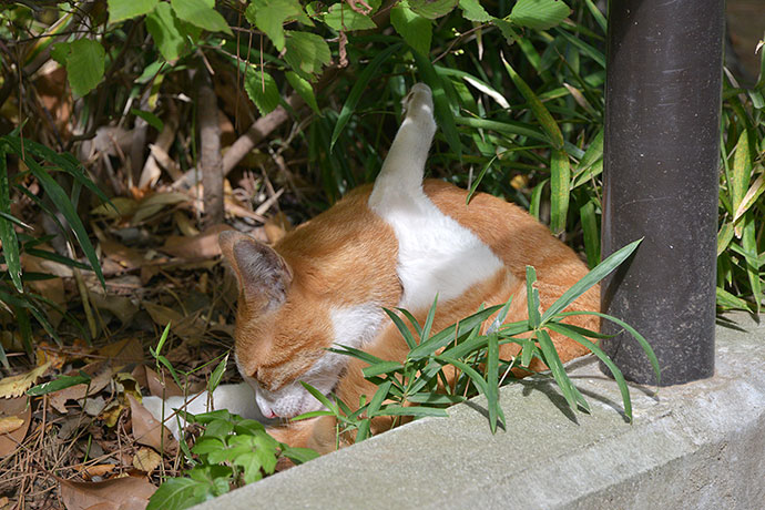 太田区のねこ