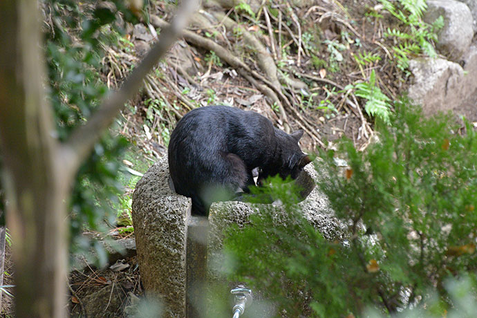 太田区のねこ