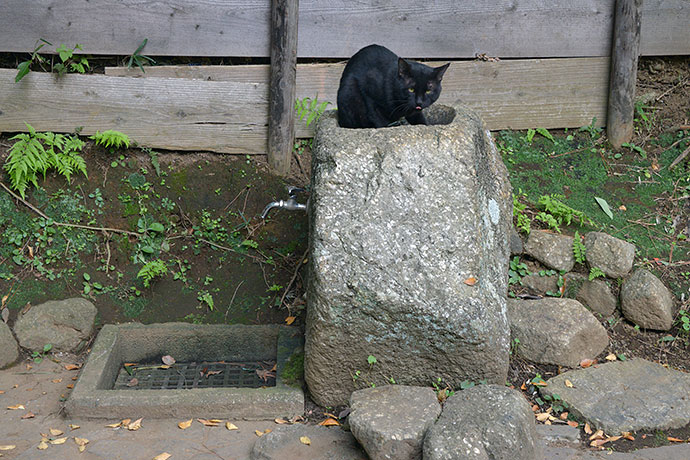 太田区のねこ