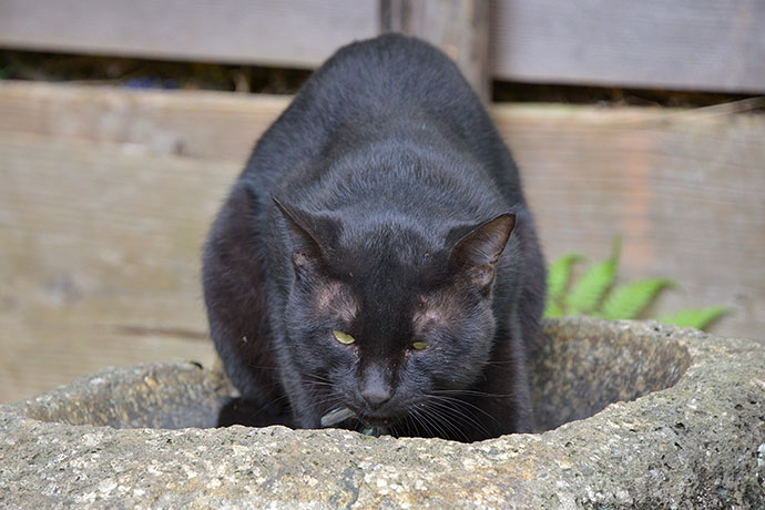 太田区のねこ