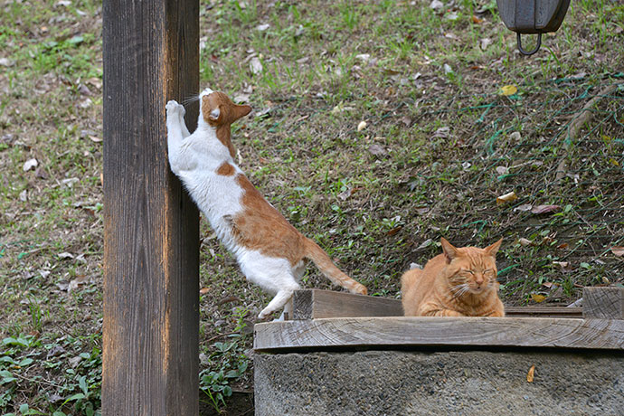 太田区のねこ