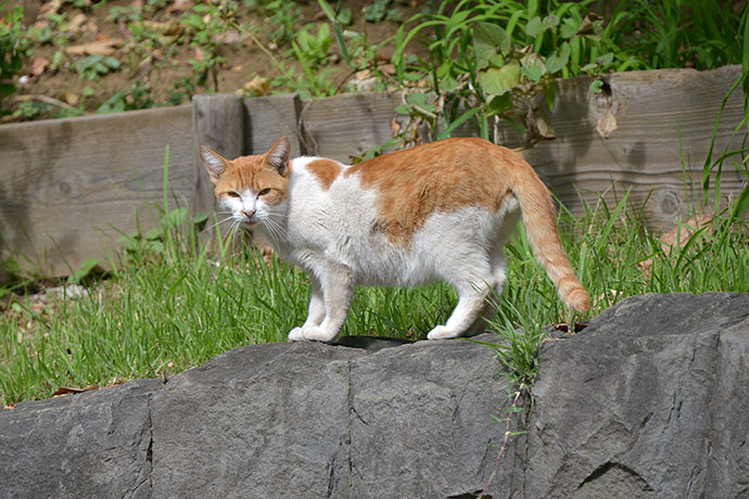 太田区のねこ