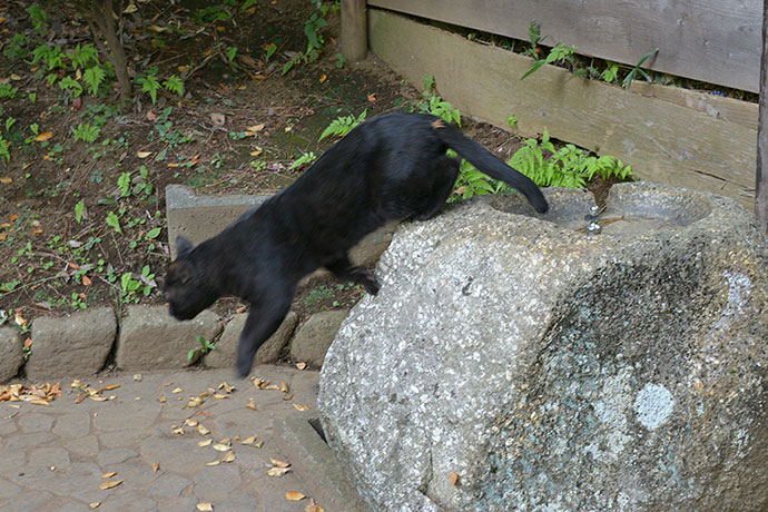 太田区のねこ