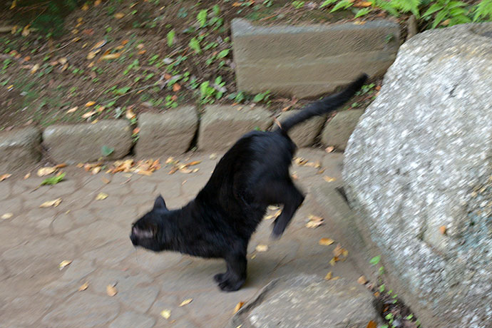 太田区のねこ