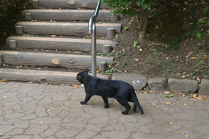 太田区のねこ