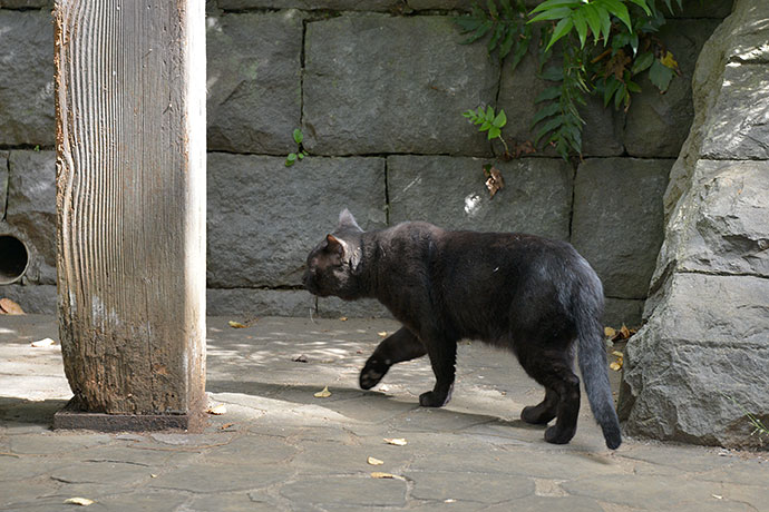 太田区のねこ