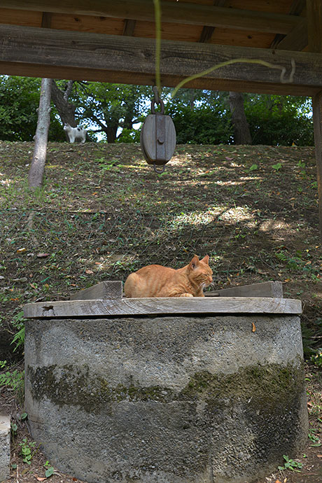 太田区のねこ