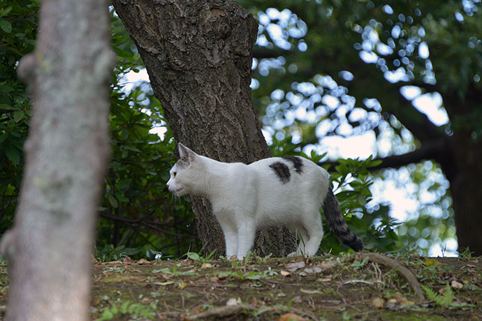 太田区のねこ