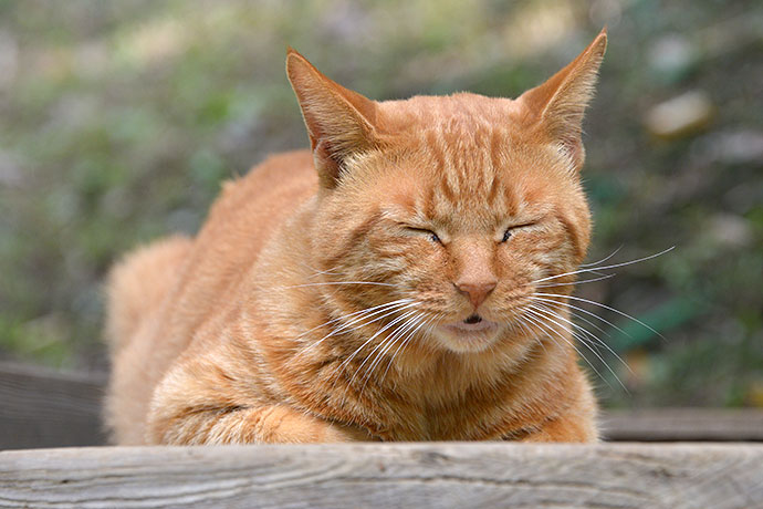 太田区のねこ