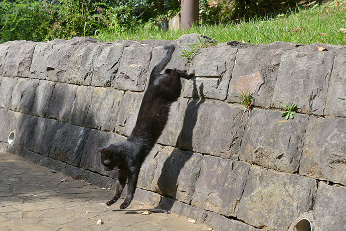 太田区のねこ