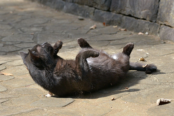 太田区のねこ