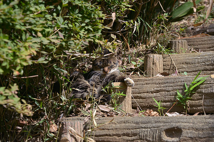 太田区のねこ