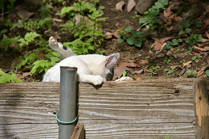 太田区のねこ