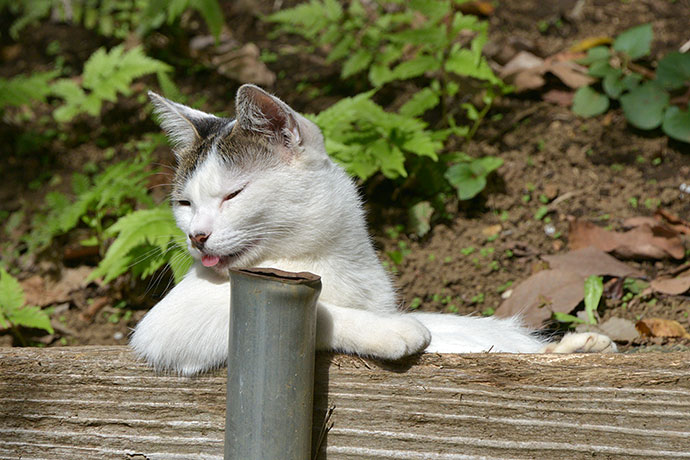 太田区のねこ