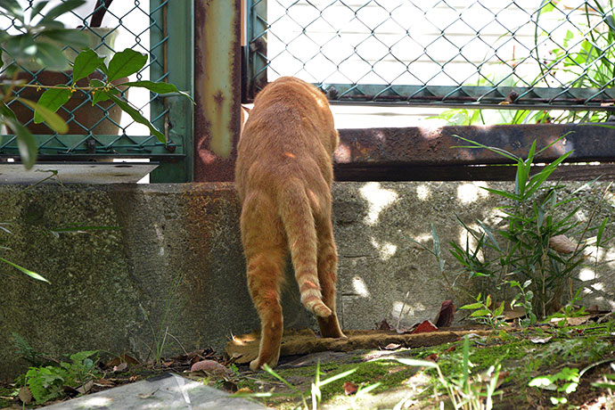 太田区のねこ