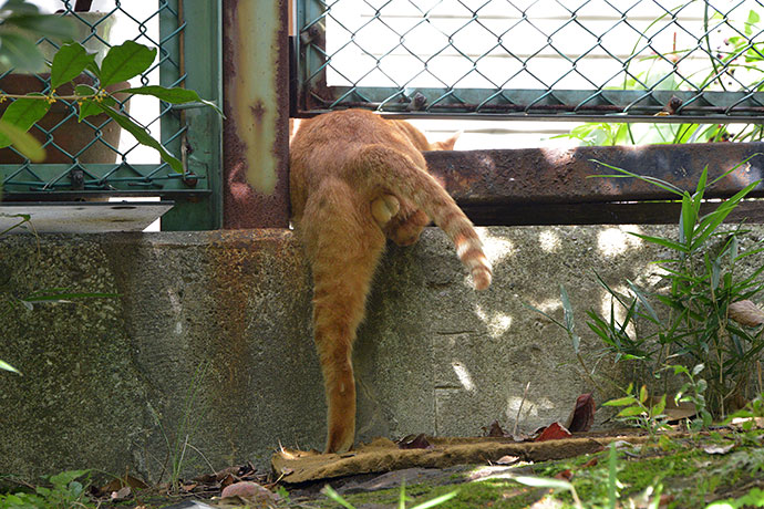 太田区のねこ