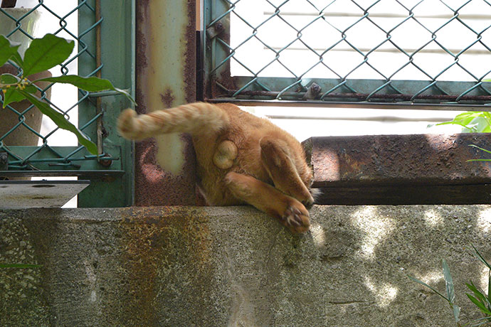 太田区のねこ