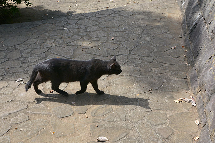 太田区のねこ