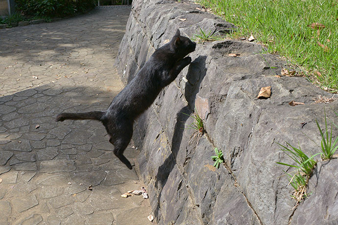 太田区のねこ