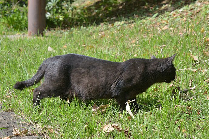 太田区のねこ