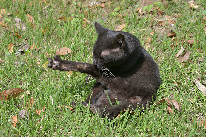 太田区のねこ