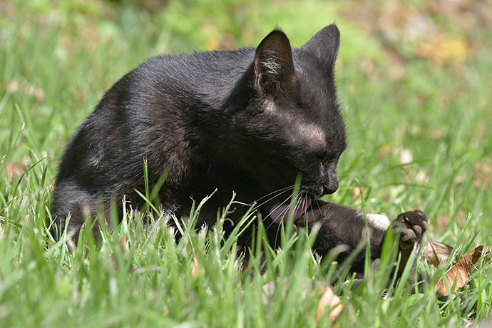 太田区のねこ