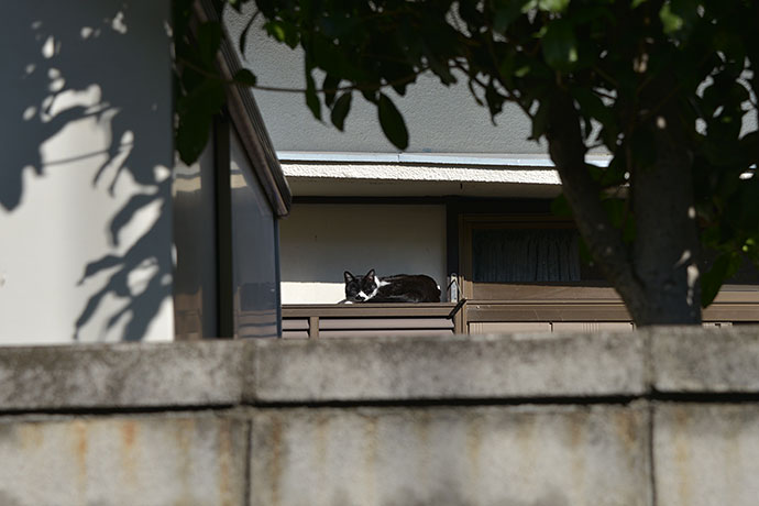 太田区のねこ