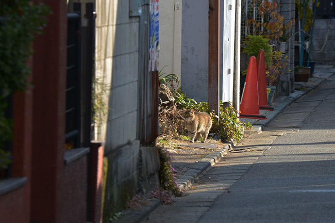太田区のねこ